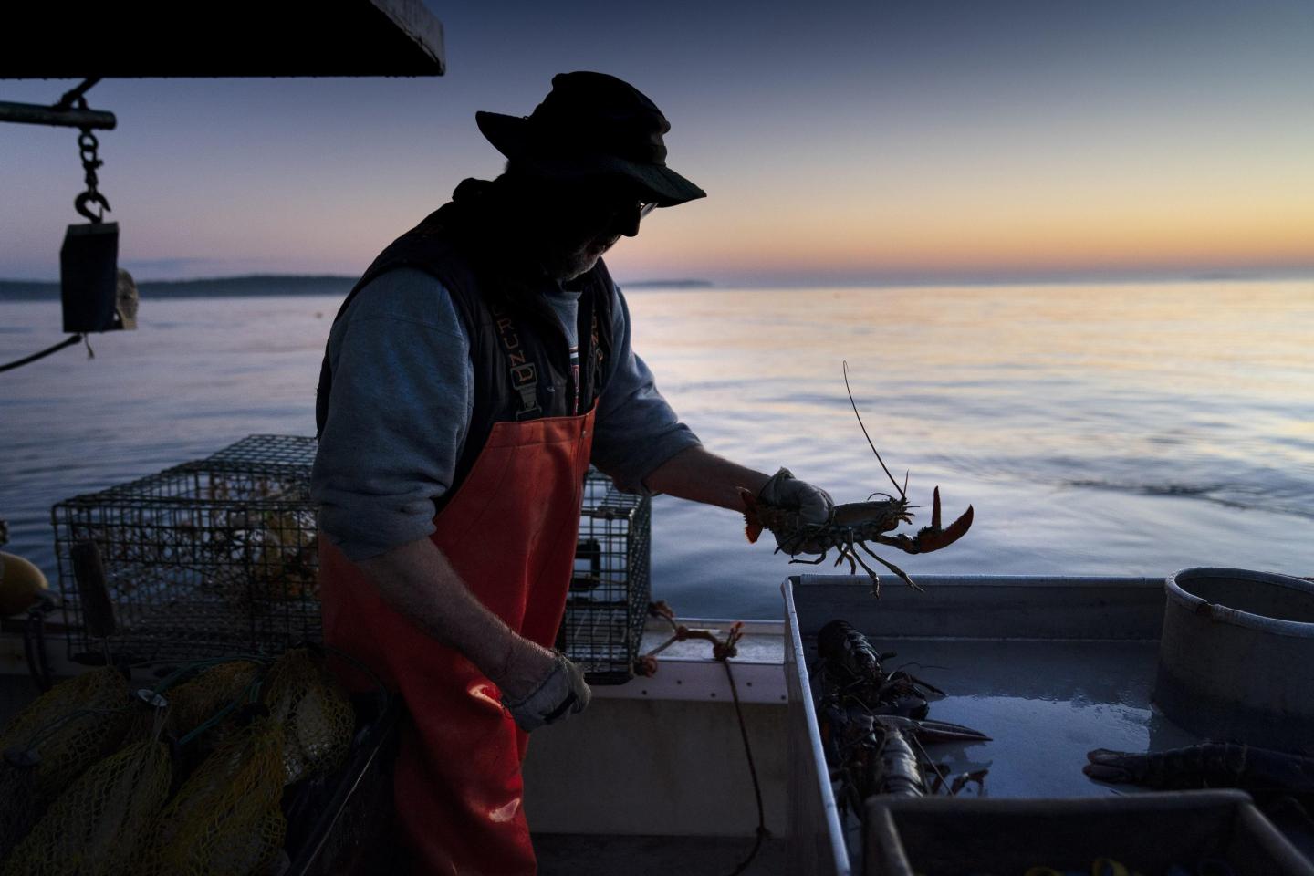 Maine lobster