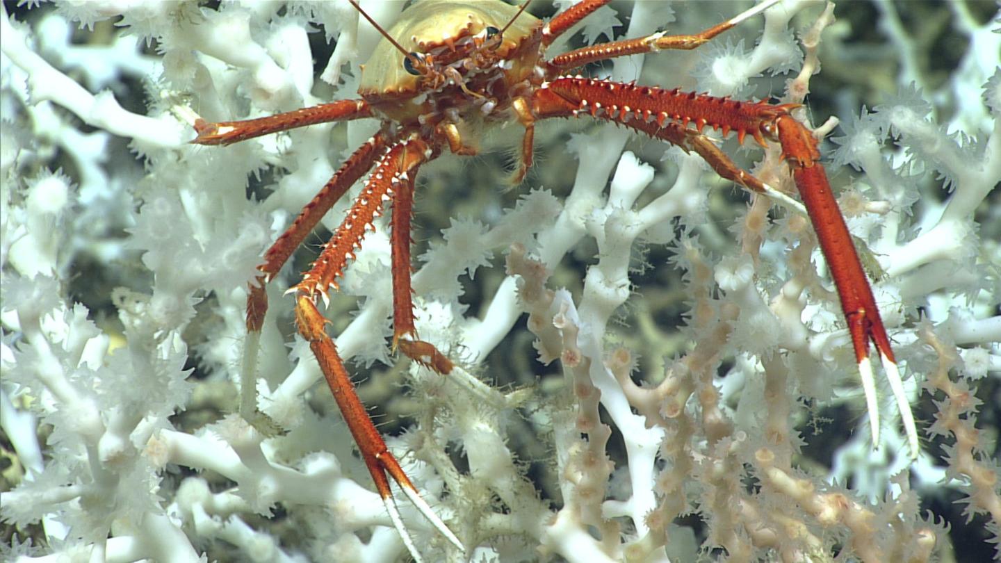 crab