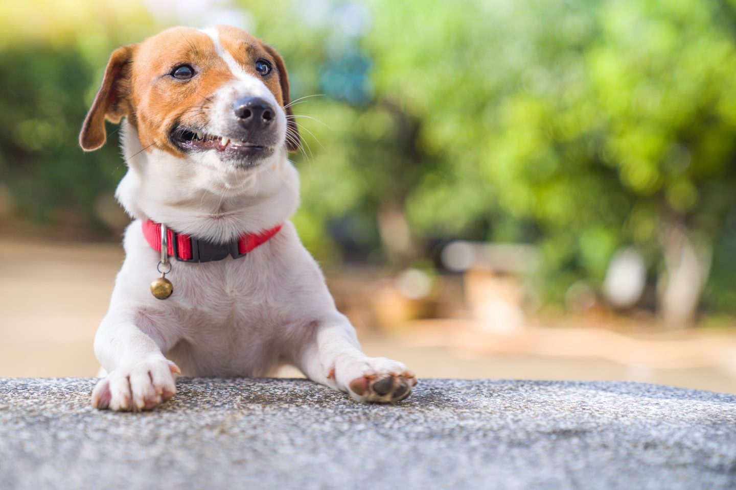 The latest California data shows increased rates of emergency room visits, hospitalizations, and deaths from dog bites, with new records set after COVID lockdowns.