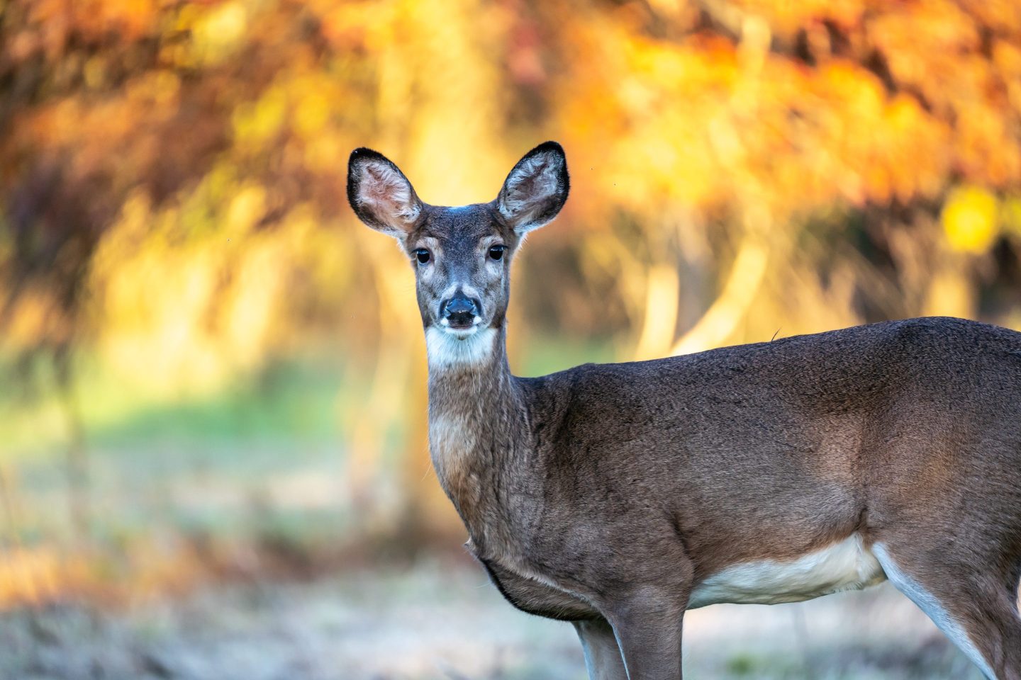 So-called “chronic wasting disease”—colloquially referred to as “zombie deer disease,” a condition related to "mad cow disease" that affects cervids like deer, elk, reindeer, and moose—has been detected in 32 U.S. states, three Canadian provinces, South Korea, Finland, Norway, and Sweden.