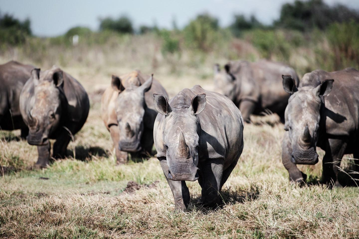 We asked the world’s leading experts and employers whether AI is a ‘Gray Rhino’ or ‘Black Swan’ for the future of work–and found we’re all about to get trampled by a herd of Gray Rhinos