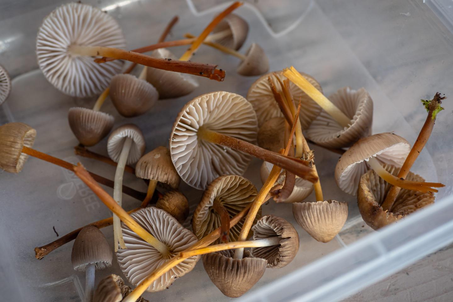 The new leadership retreat: taking psychedelics with your CEO