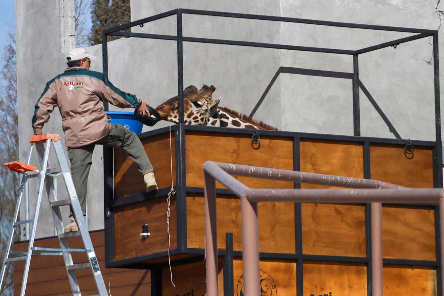 Extreme weather claims another victim as Benito the giraffe leaves Mexico’s border to head south