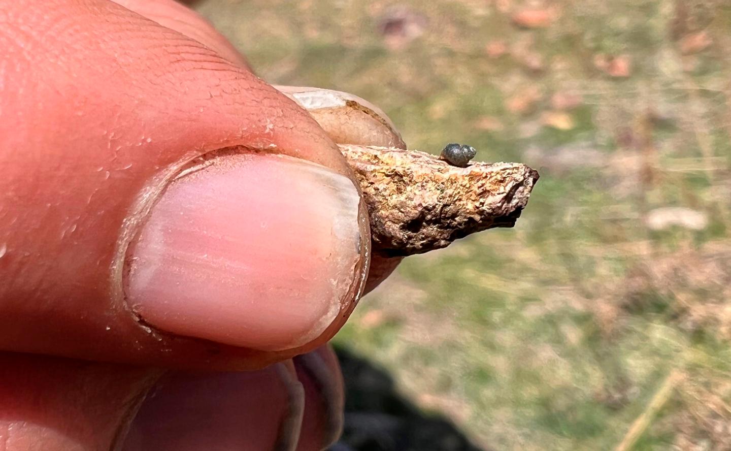 Springsnail