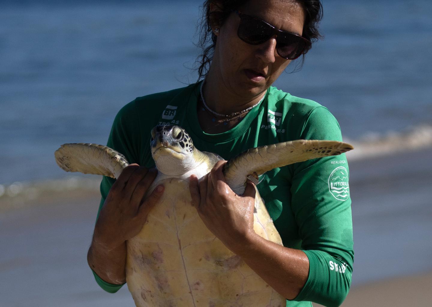 Turtle