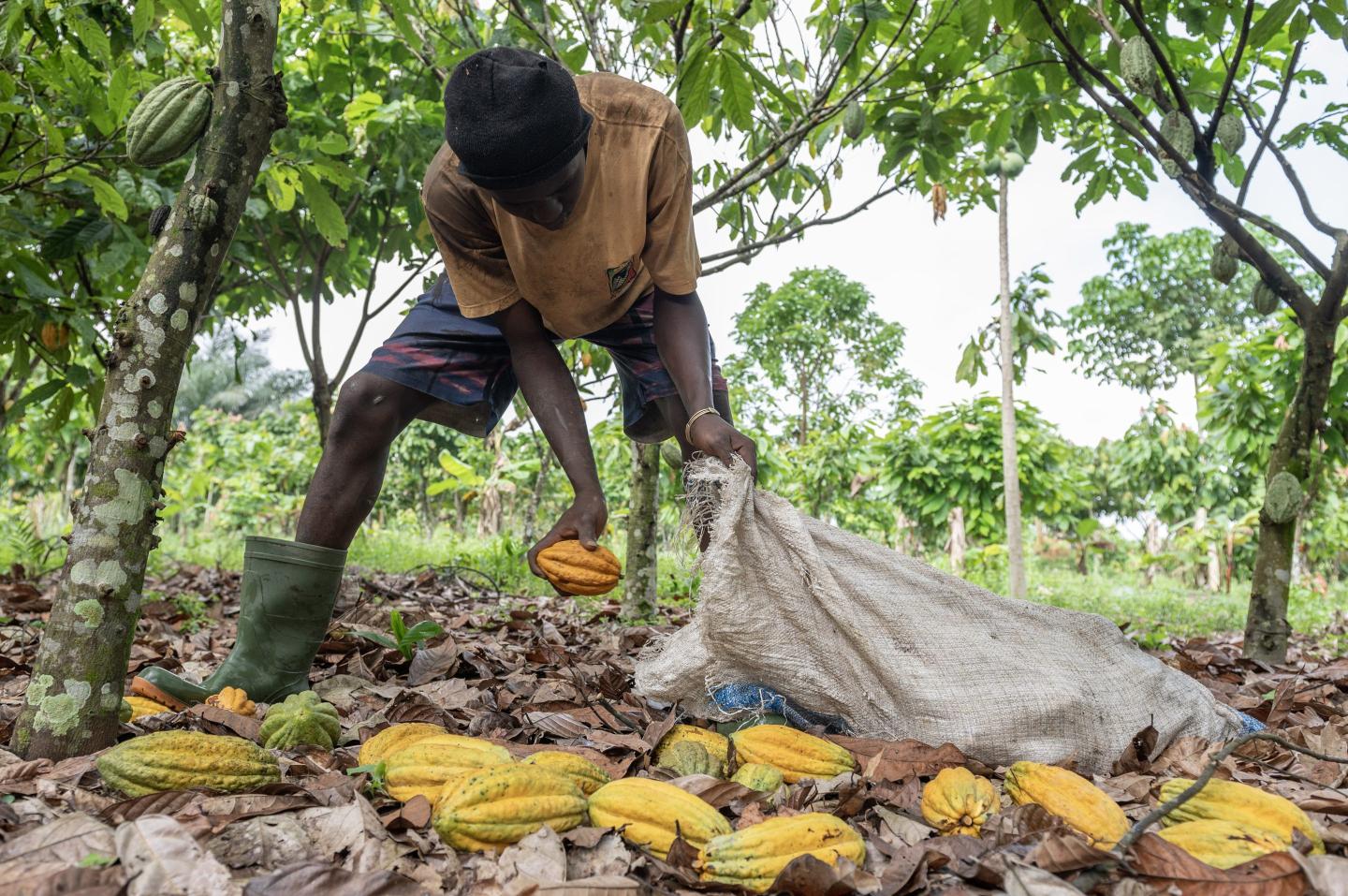 A worker gathers cocoa pods cut from trees into a sack on a farm in Azaguie, Ivory Coast.