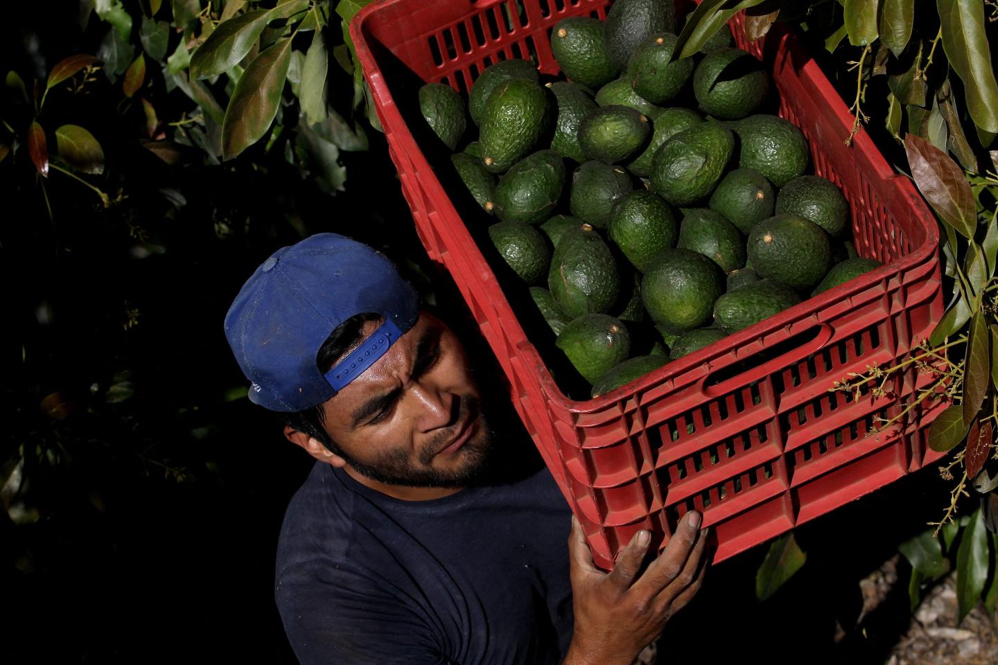 Avocados