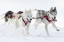 Pack of sled dogs