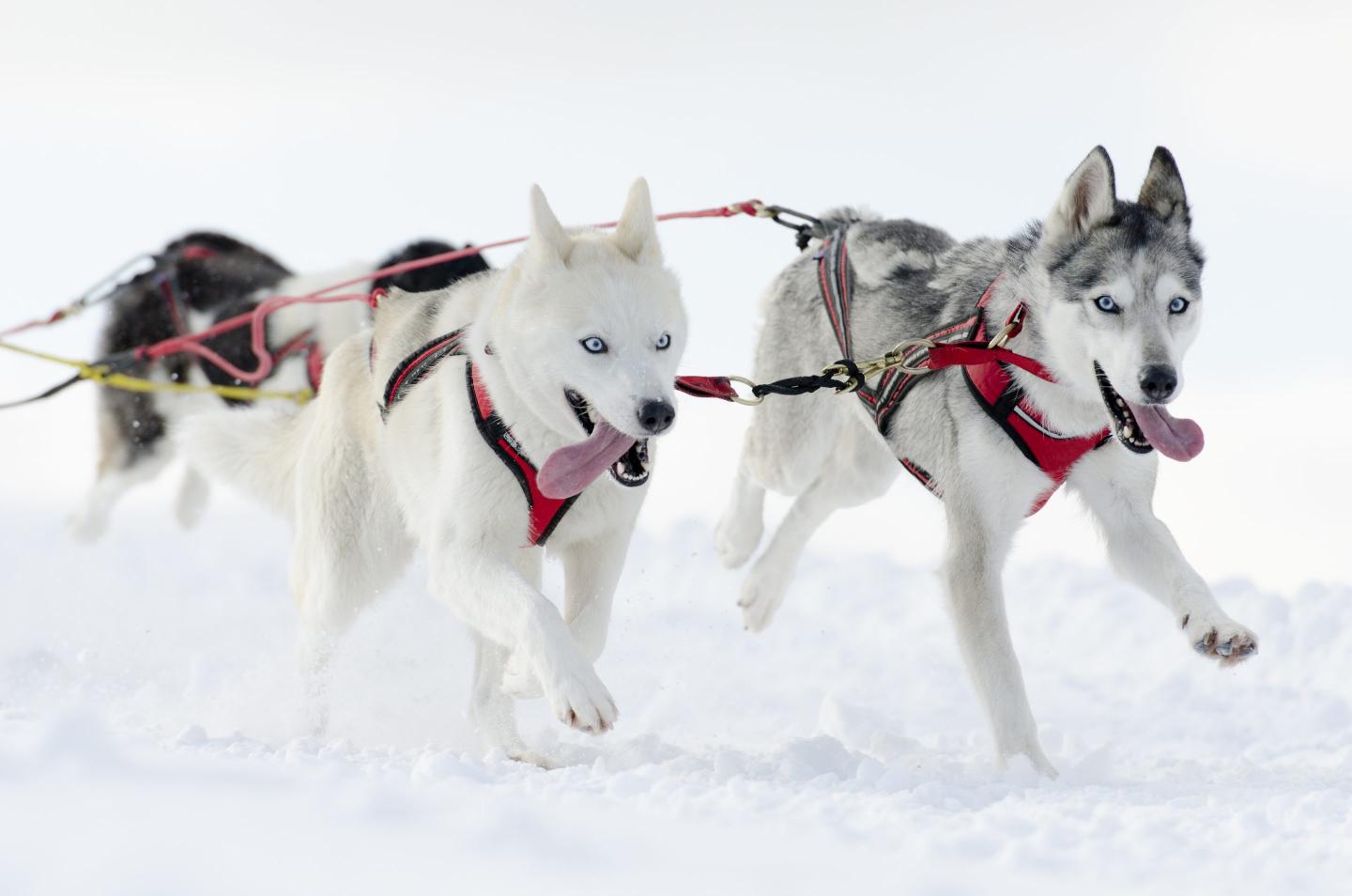 Pack of sled dogs