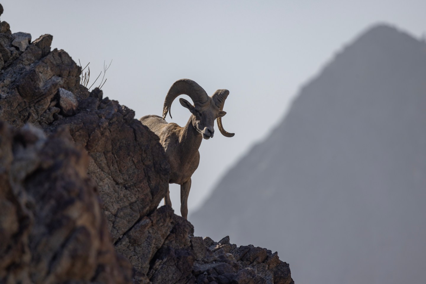 An endangered desert bighorn ram walks a ridge in the northern Santa Rosa Mountains.