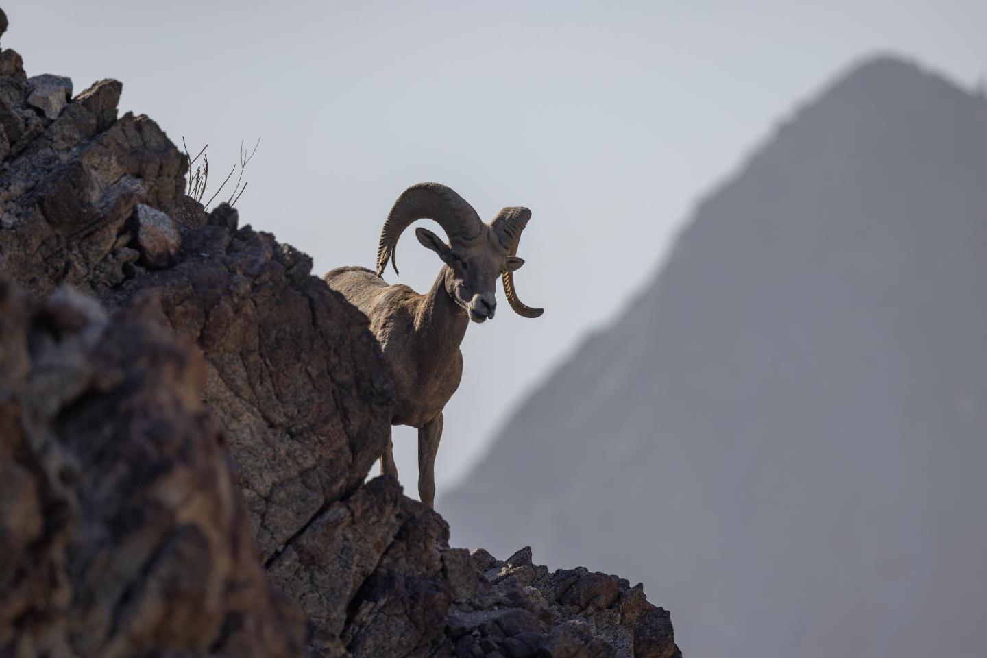 Endangered species could help us survive the great American political divide. Here’s why