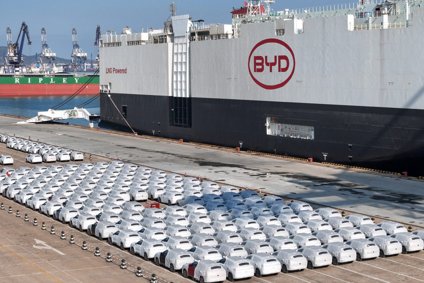 BYD electric vehicles waiting to be exported in China’s Shandong province.