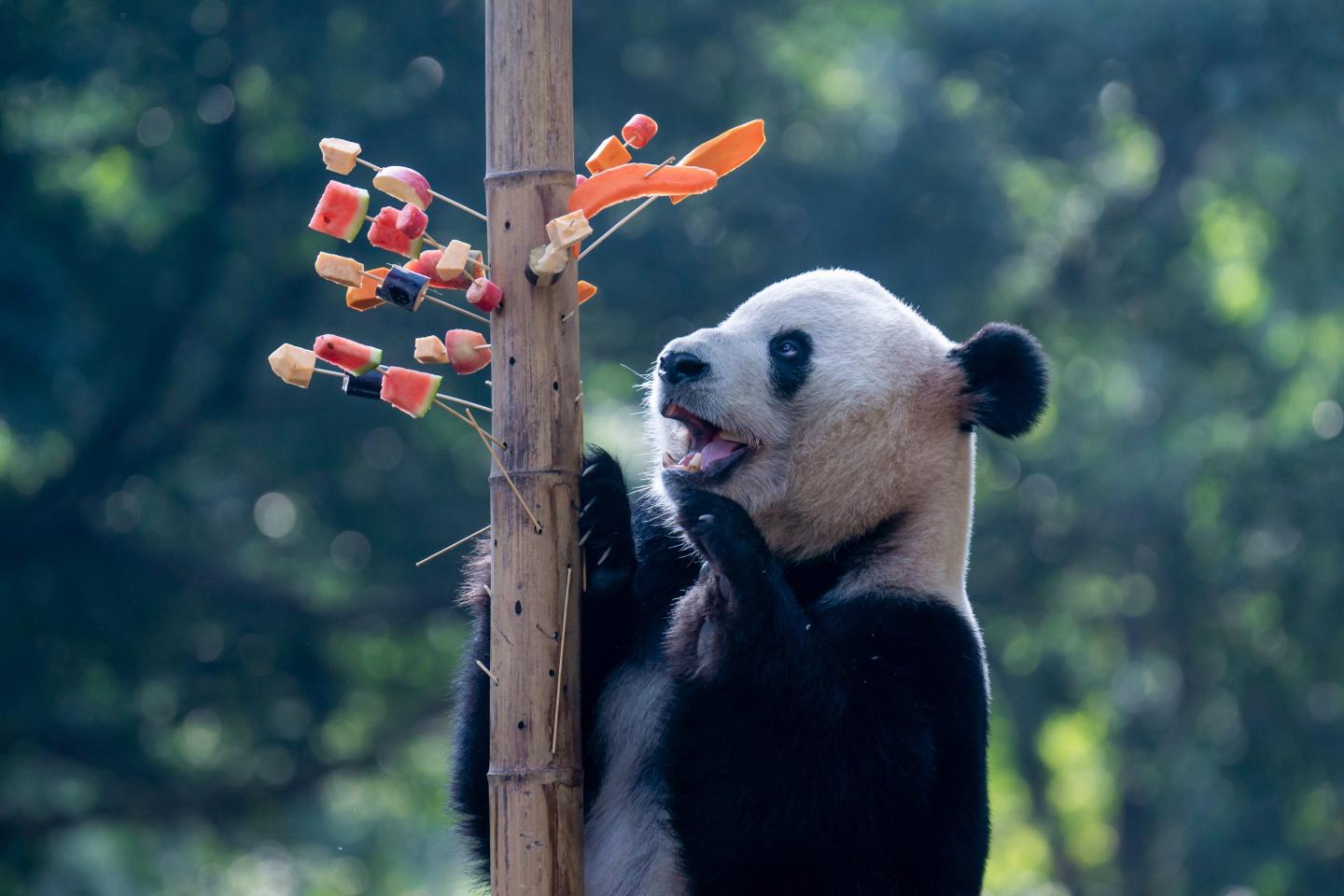 Beijing revives its panda diplomacy with the U.S., promising 2 bears to the San Diego Zoo as early as the end of summer
