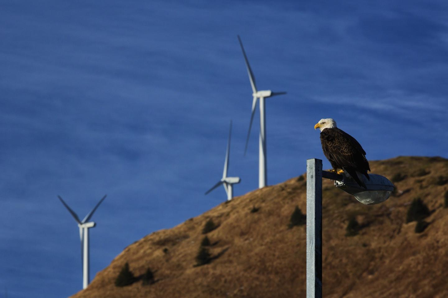 America should be the eagle, not the ostrich, of the clean energy transition