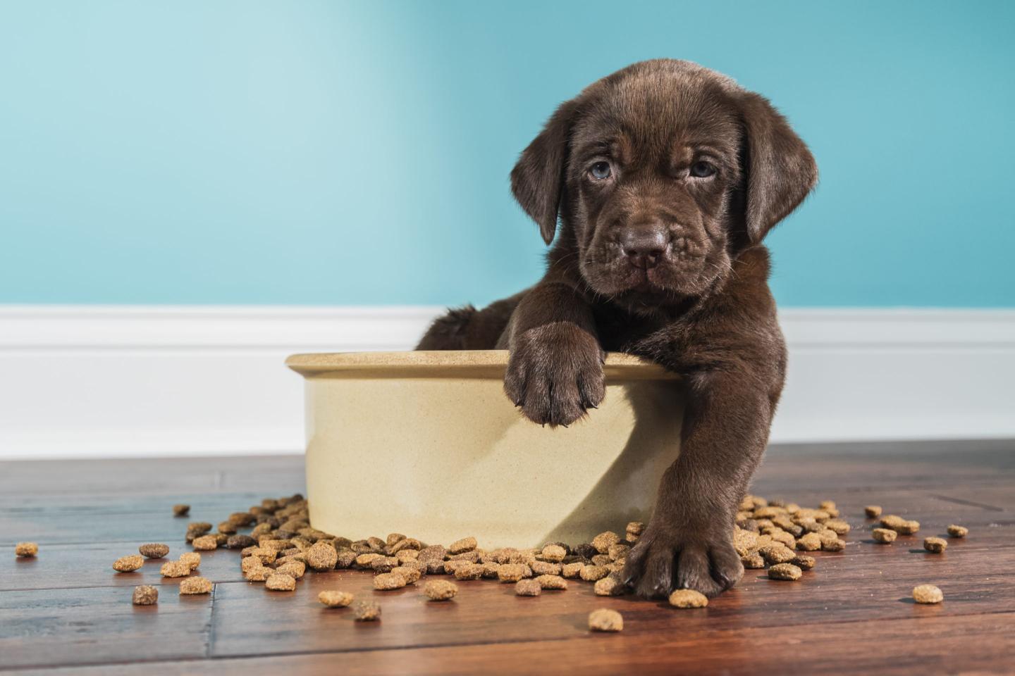 The Puppy Bowl turns 20 this year. 