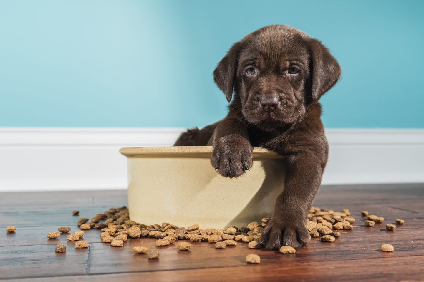 The Puppy Bowl turns 20 this year. 