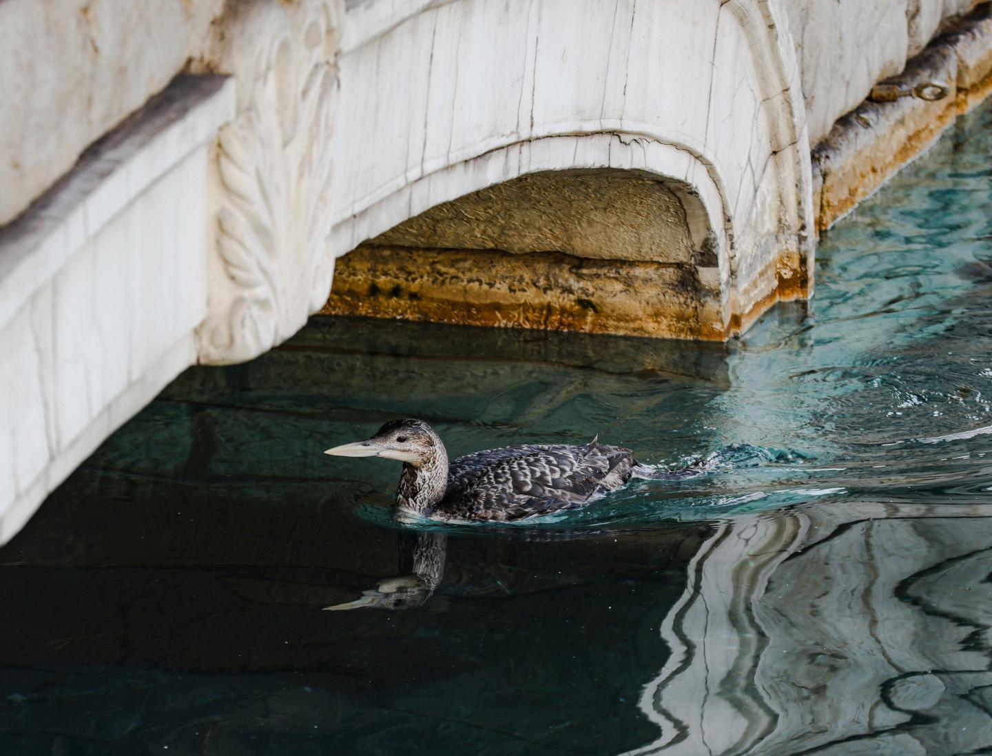 Bellagio bird