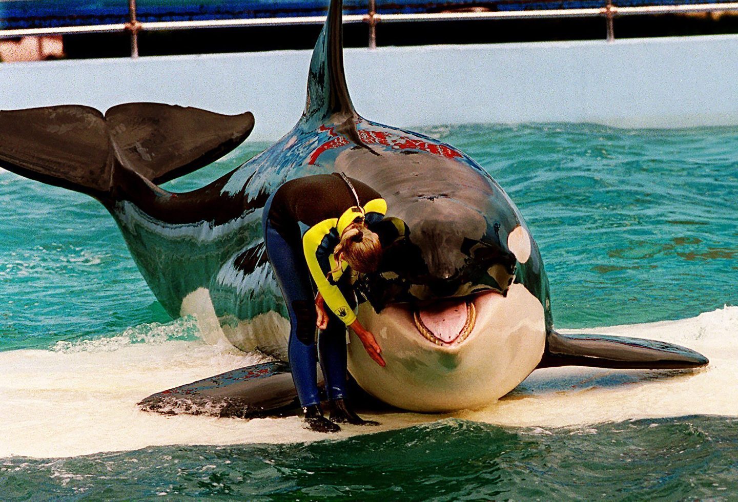 Lolita the Orca