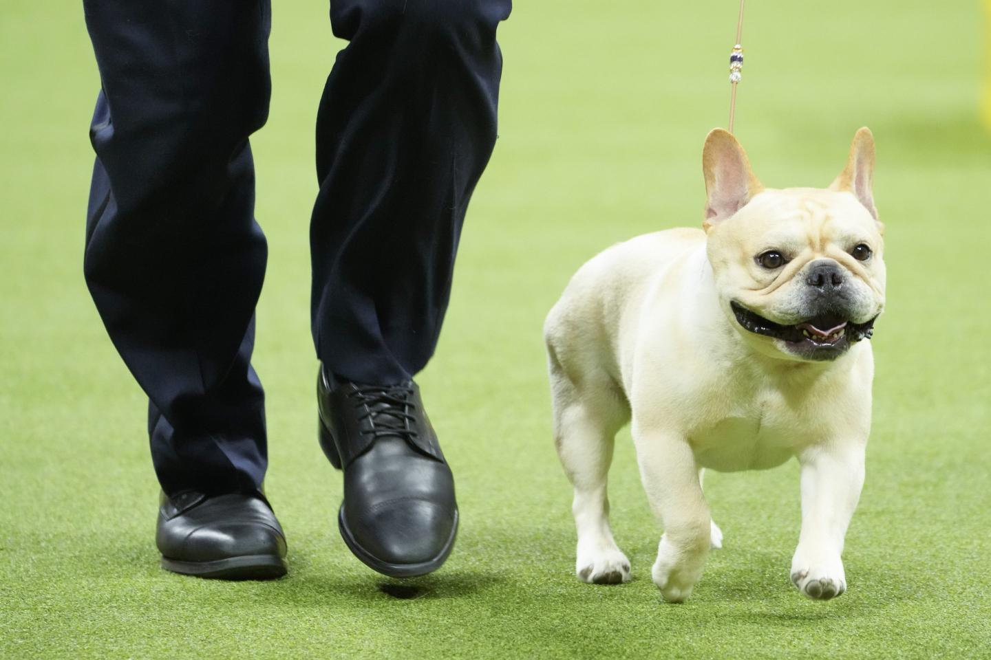 French bulldog