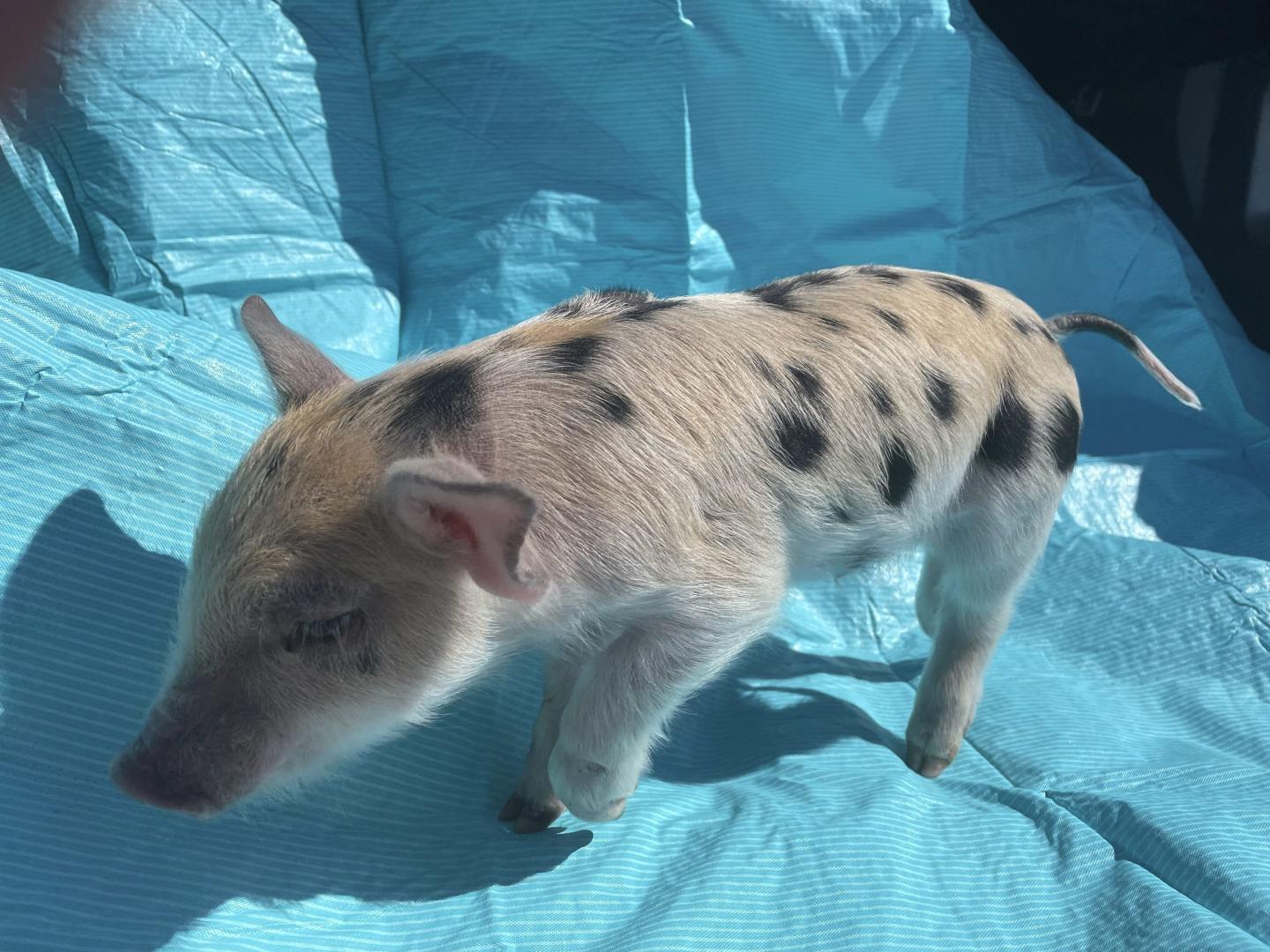 The saga of ‘Ozempig’: Minor league baseball team ripped for fat-shaming with insensitive mascot name