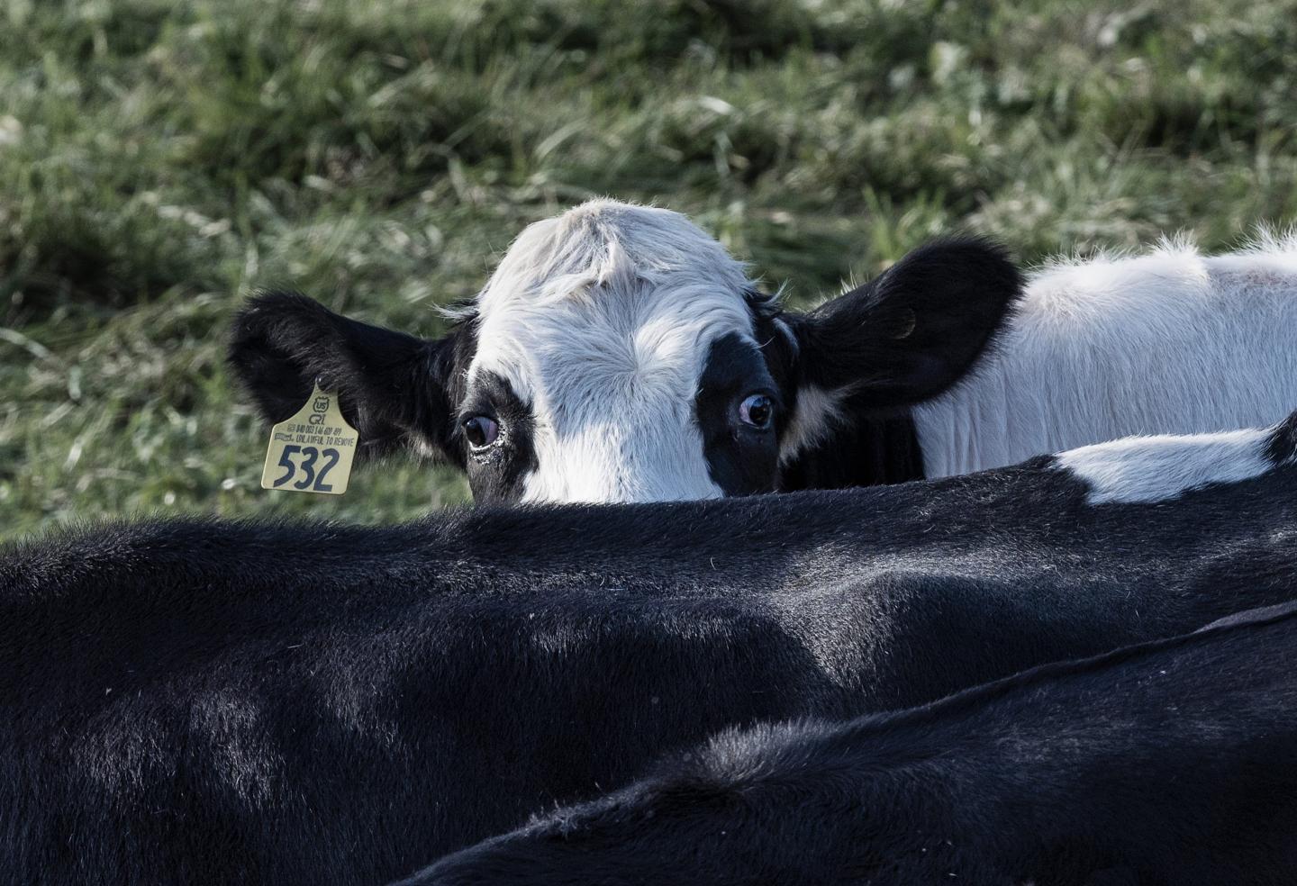 Avian influenza spreads to dairy herds in Michigan and Idaho, expert ‘wouldn’t be surprised if there are infections in cows in Europe too’