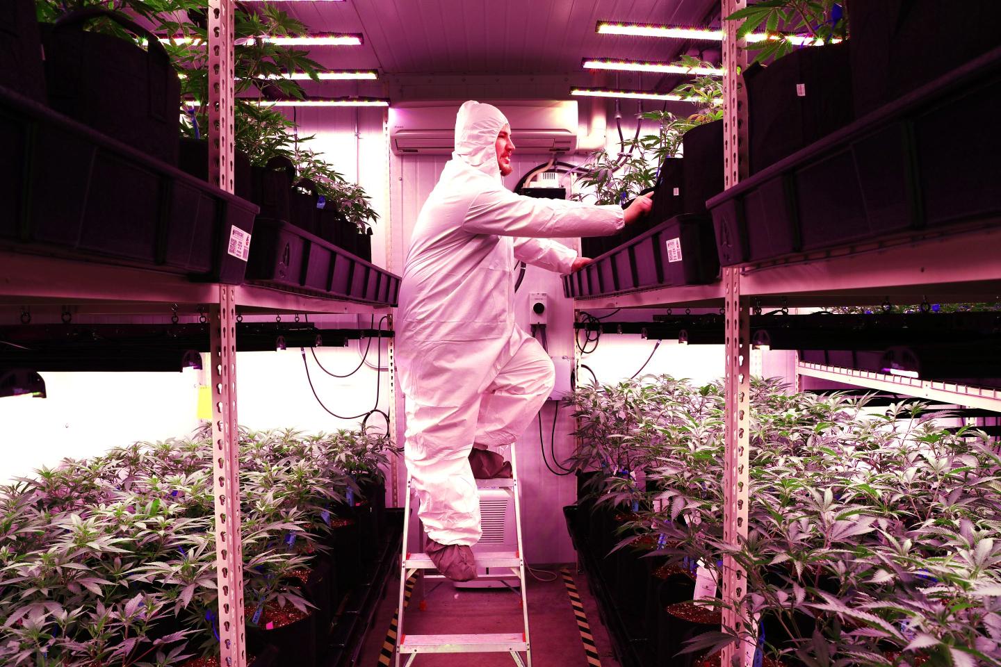 Man in white overalls in cannabis greenhouse