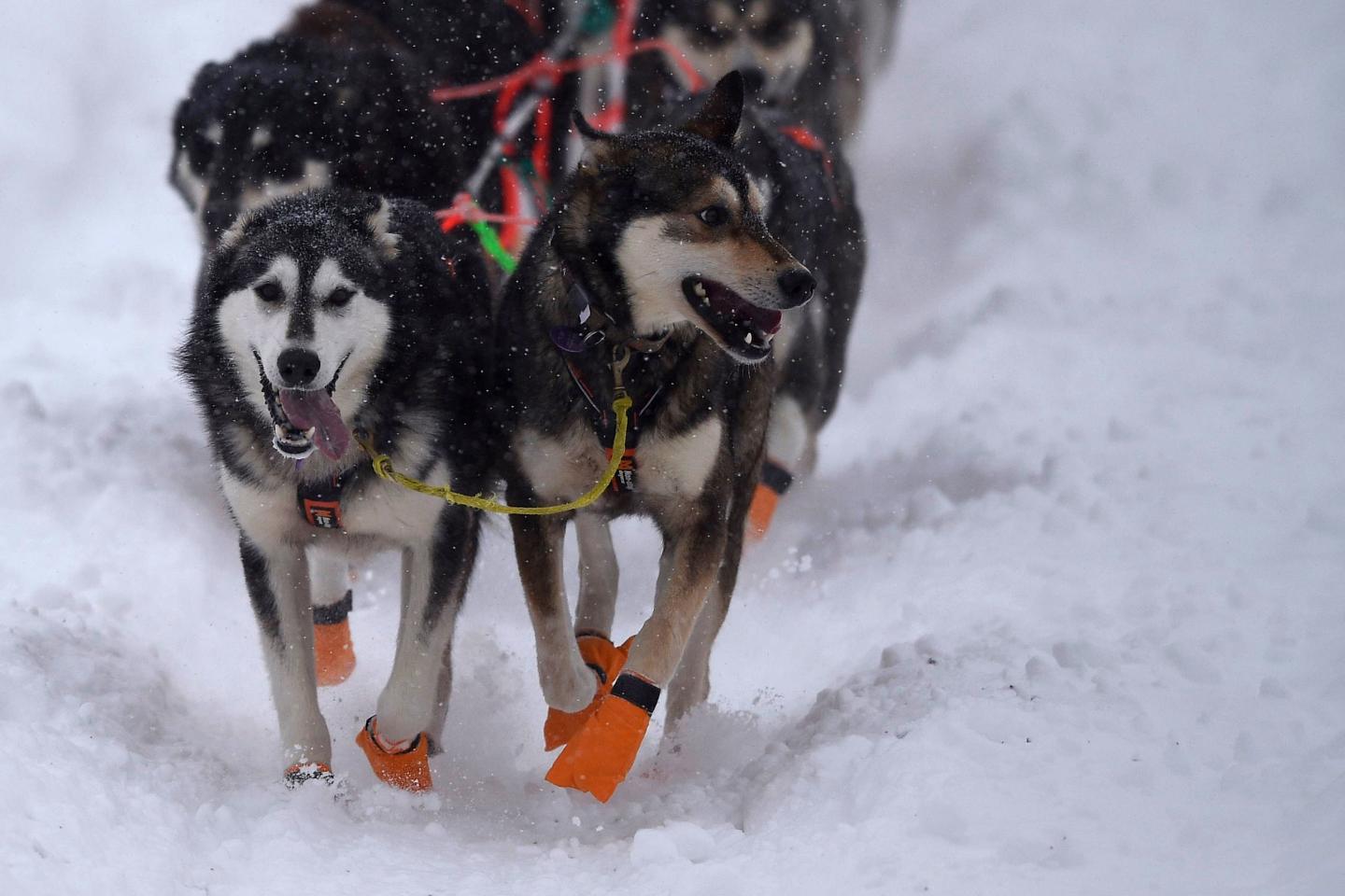 Iditarod