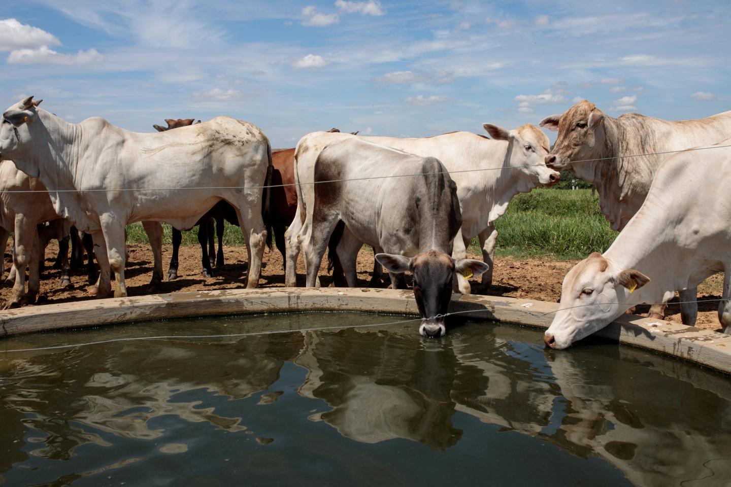 The Texas ranchers whose cattle survived the biggest wildfire in history now have cows sick with bird flu