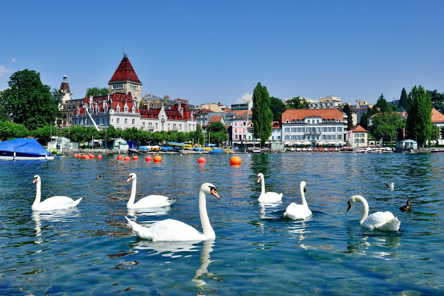 Swans at Lake Geneva.