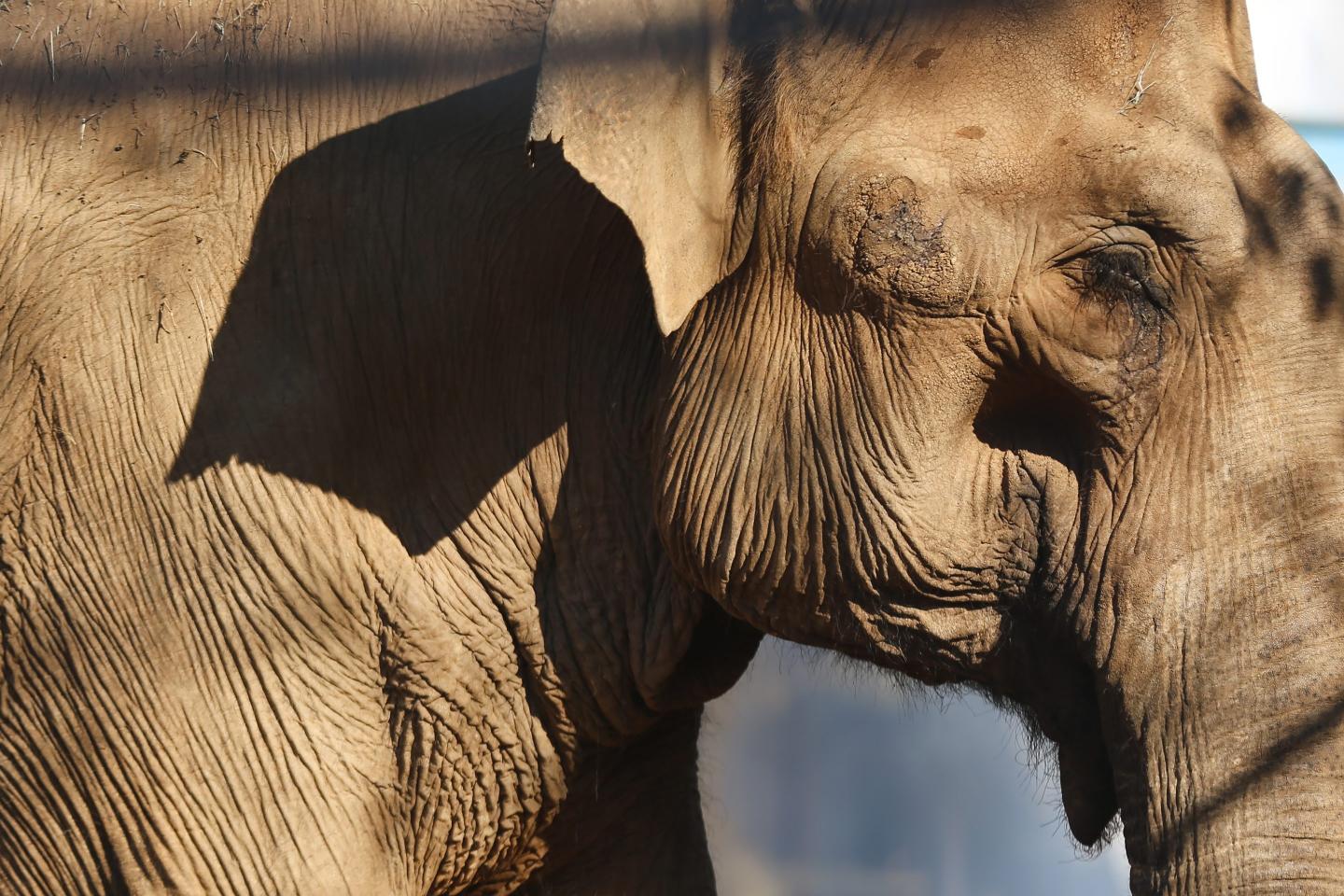 Elderly elephant