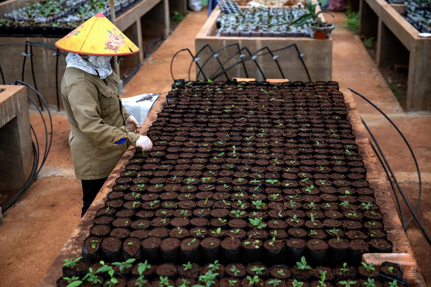 European laws to stop deforestation may reorder how coffee is traded and benefit one Southeast Asian nation that has long promoted more sustainable farming methods