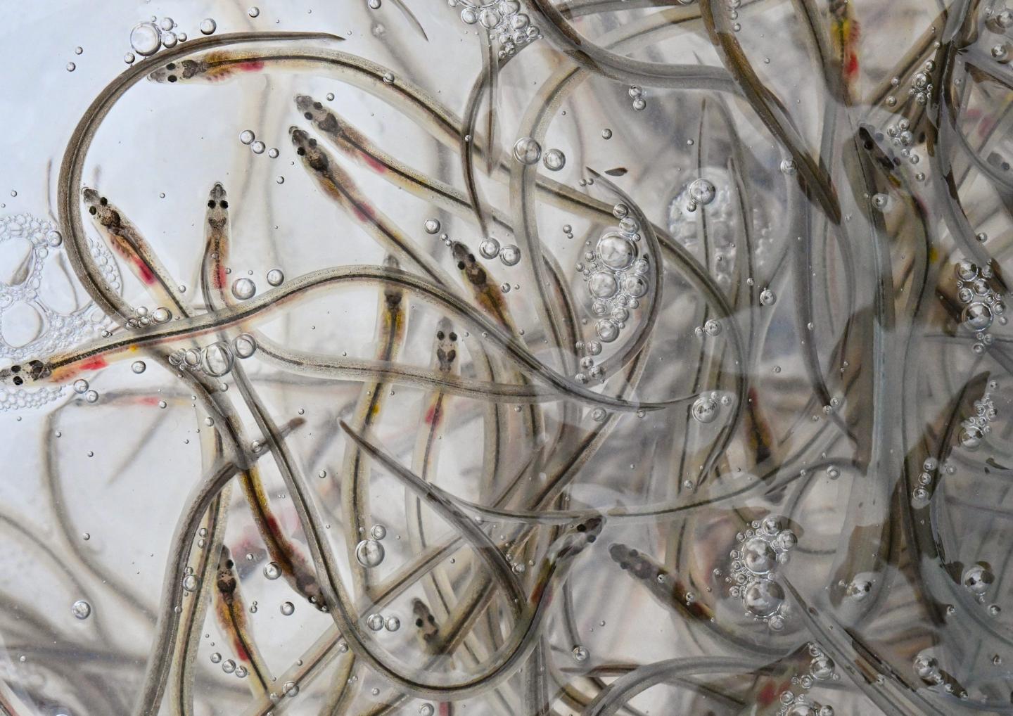 Young glass eels swim in a transport container