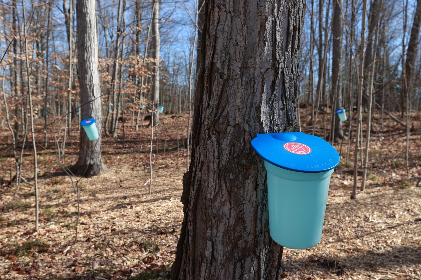 Maple sap bucket