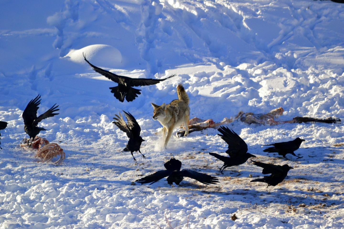 coyotes chasing birds
