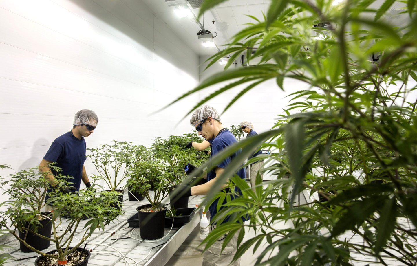 Canopy Growth facilities in Ontario, Canada. The company is seeing its market value surge thanks to Germany partially legalizing cannabis.