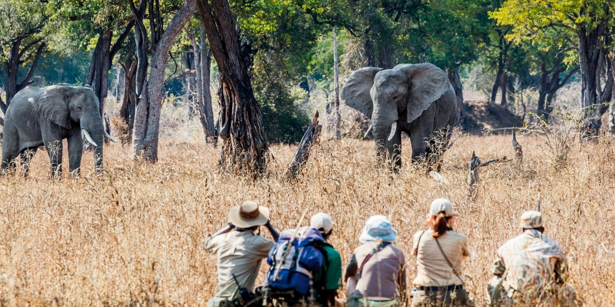 How to safari without the Jeep - Vimarsana News