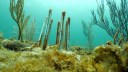 Coral reef