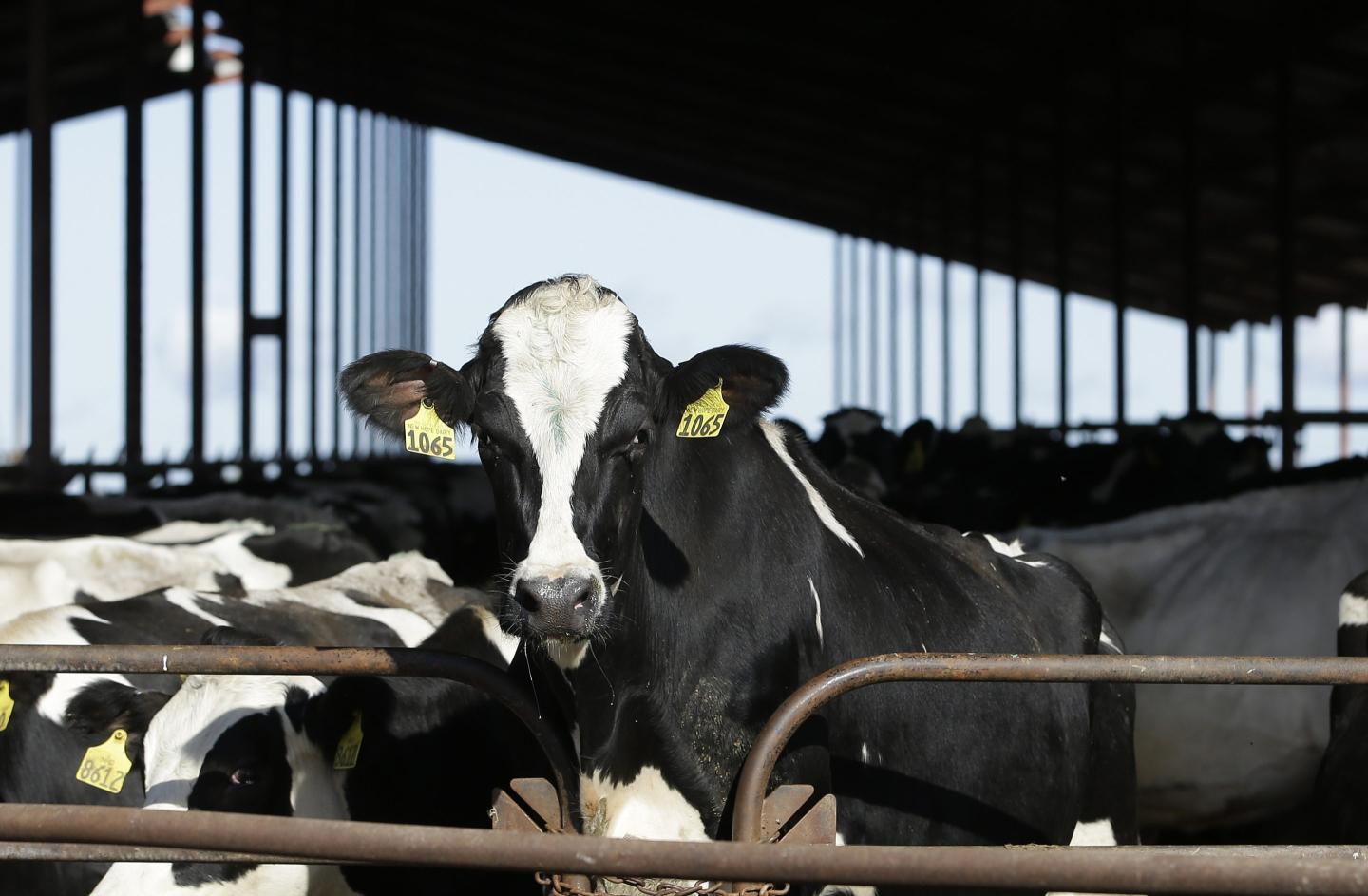 Traces of bird flu found in pasteurized milk, FDA says, with virus traveling from birds, to cattle, to humans, and chickens