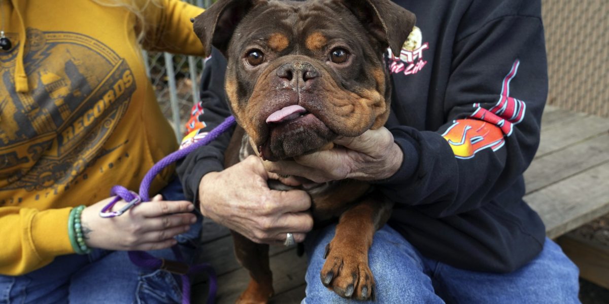 &lsquo;There are bad people and there are bad dogs&rsquo;: California landlords fight bill to ban no-pet policies