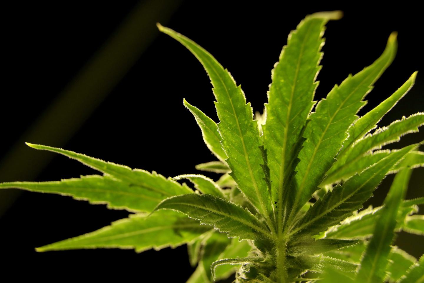 Marijuana