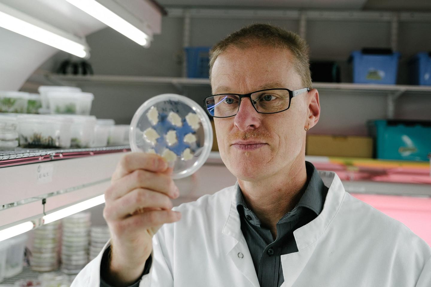 A man in a white lab coat holds up and looks into a petri dish filled with white blobs.