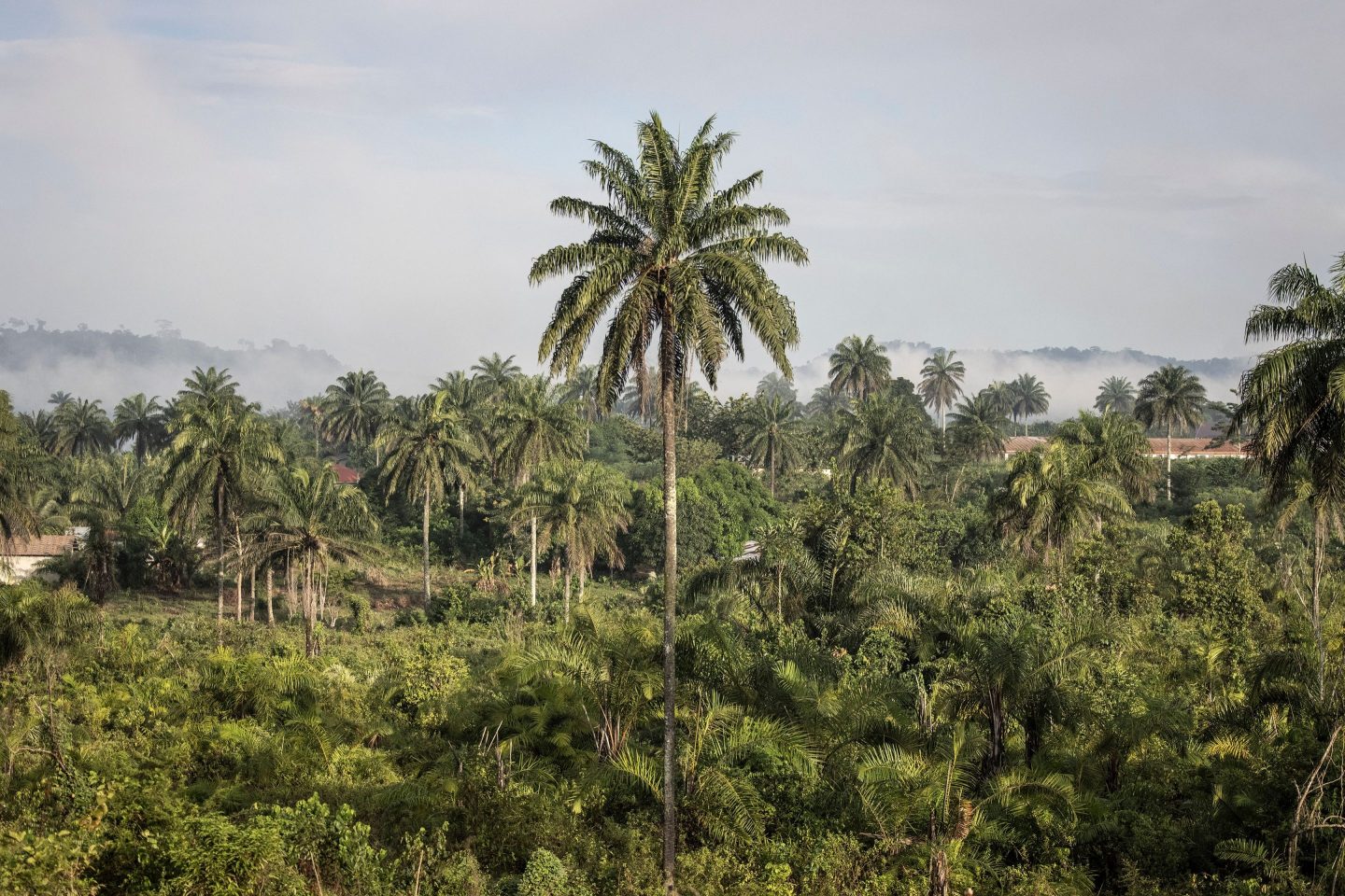 A forest in Liberia.