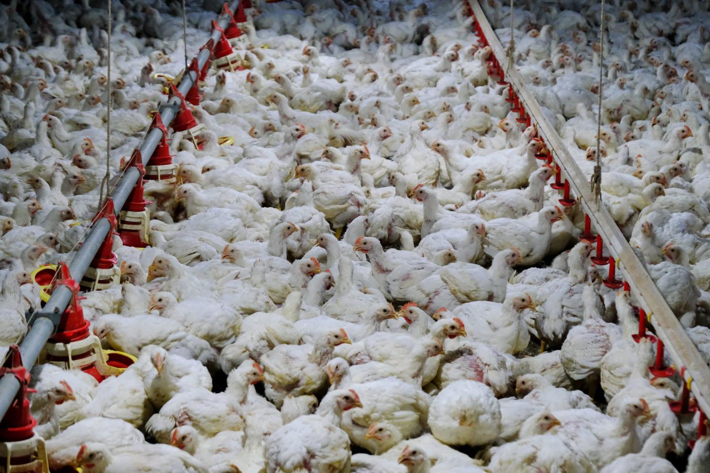 Chickens at a poultry farm.