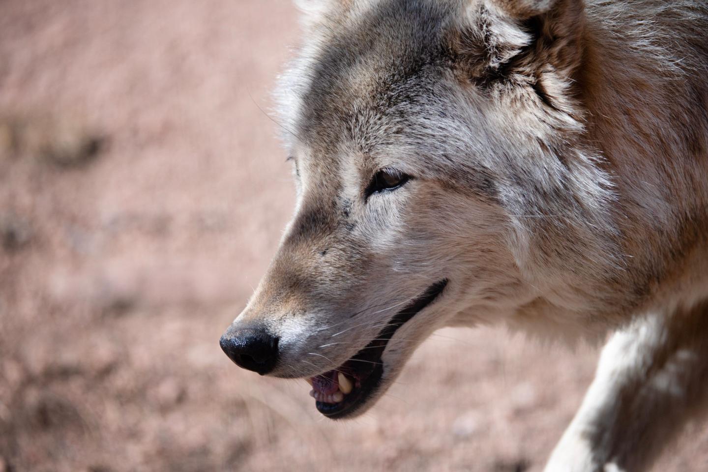 Investigation finds wolf killed a calf in Colorado, potentially reigniting a ‘ballot biology’ political debate