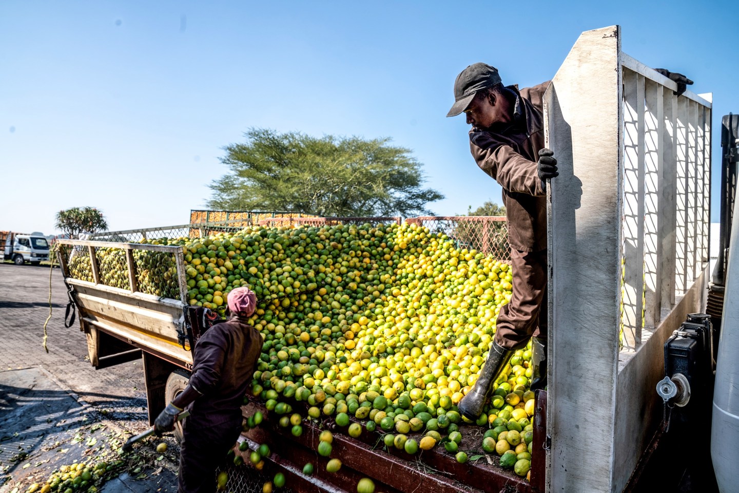 Workers unload citrus at a juicing company in Brits, North West Province, South Africa