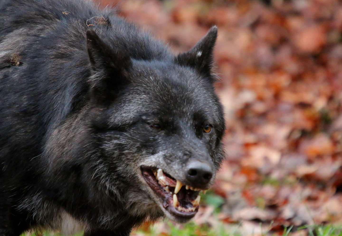 Timberwolf snarling