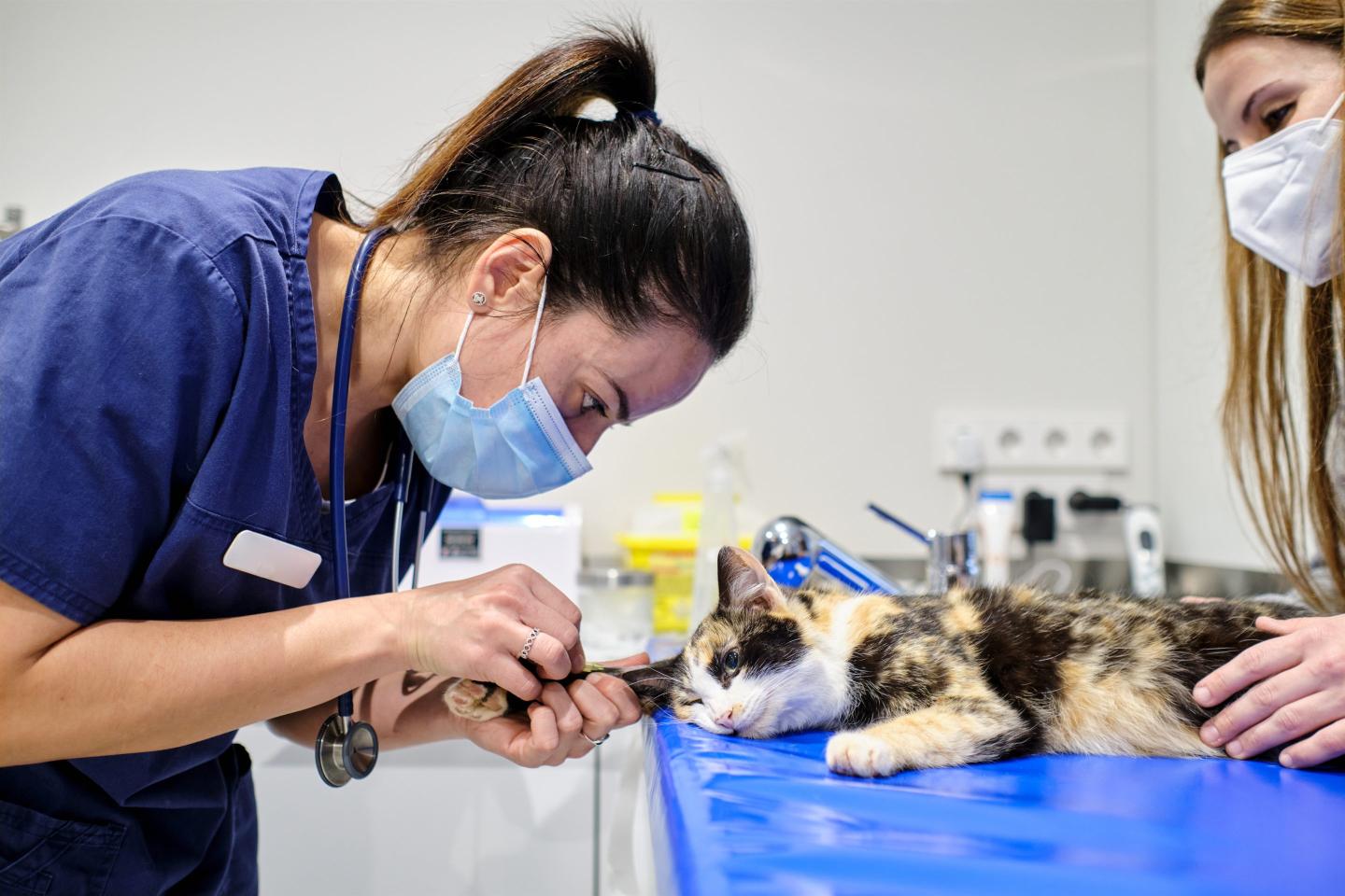 AI use cases in health care will likely apply to pets first—then humans