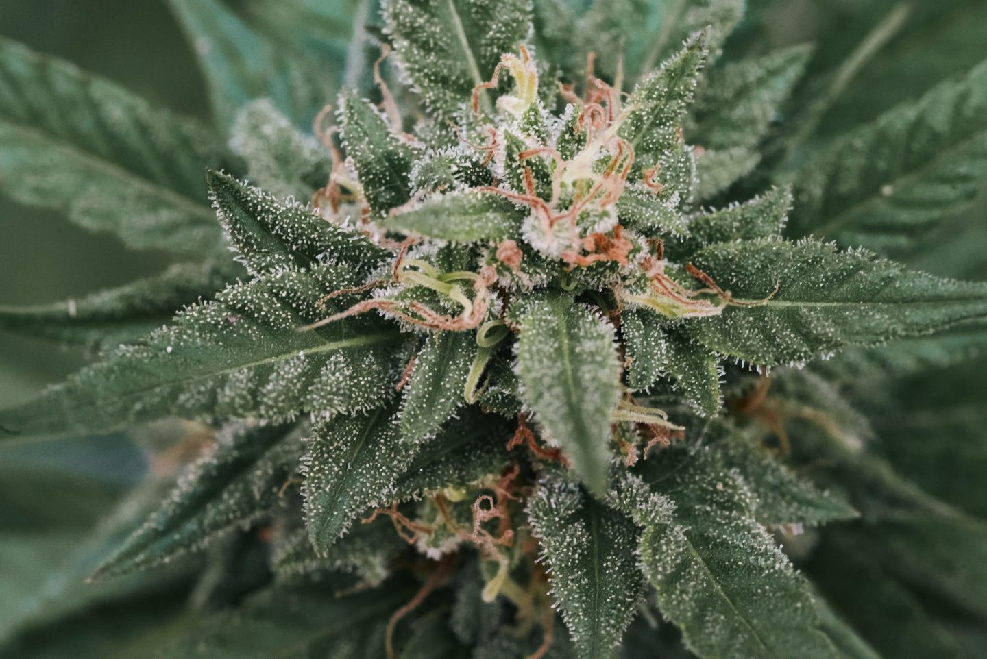cannabis plant