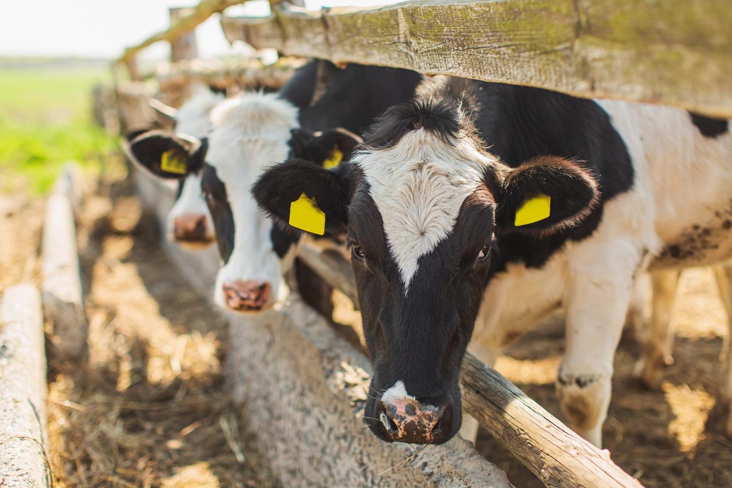Cows on farm