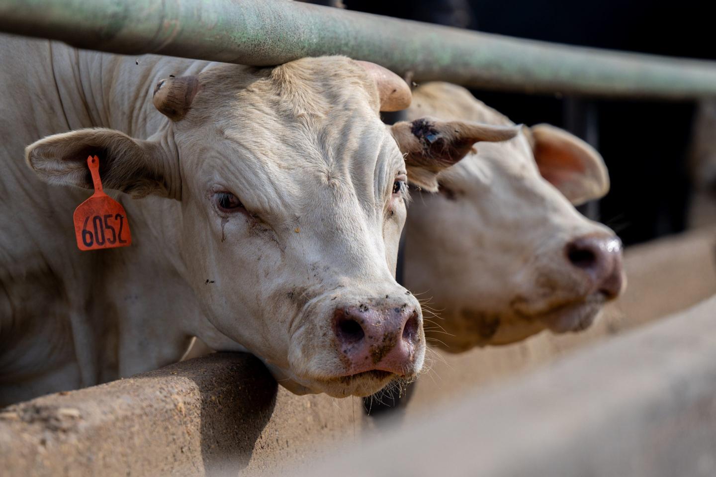 Big Meat leaves ‘a huge cow-shaped hole’ in big banks’ climate commitments, new report finds